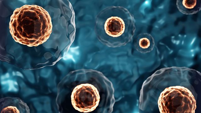 A group of stem cells used in stem cell therapy. 