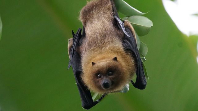 Close-up of a bat hanging upside down from a leaf, wings partially wrapped around its body. 