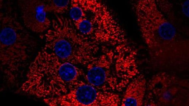 Rat hepatocytes isolated using Collagenase NB 4G (Proved Grade): mitochondria stained with TMRM (red), nuclei stained with Hoechst 33342 (blue). 
