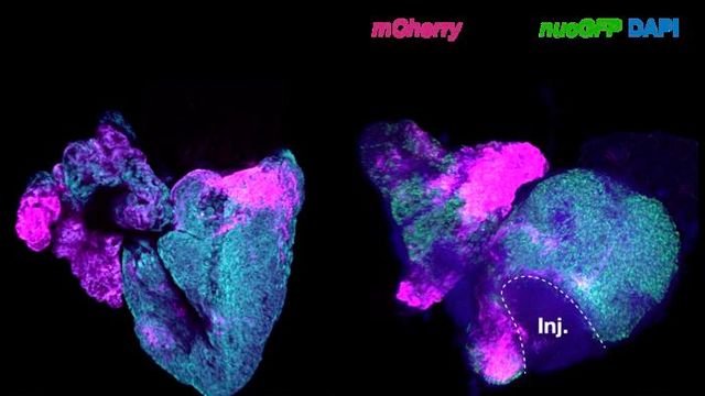 An uninjured (left) and injured adult zebrafish heart with neural crest cells labeled magenta. Note the neural crest cells activated around the edge of the injury in preparation for regenerating the heart muscle. 
