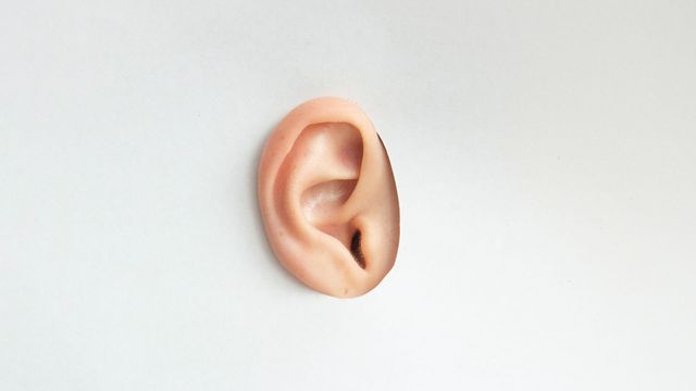 Close-up of a prosthetic human ear, symbolizing the concept of deafness or hearing loss.