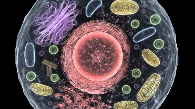 Illustration of a cell's ultrastructure, including the organelles that make up a cell. 