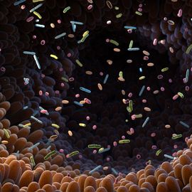 Colorful microbiota and bacteria floating within the intestinal lining, representing the gut microbiome. 